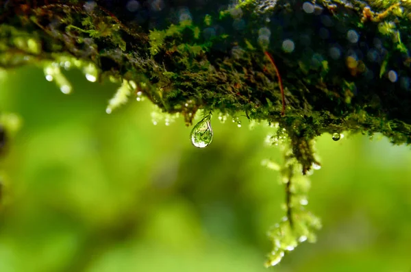 Musgo y gotitas en la naturaleza — Foto de Stock