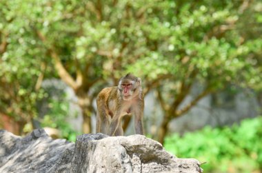 Maymun, doğal arka plan,
