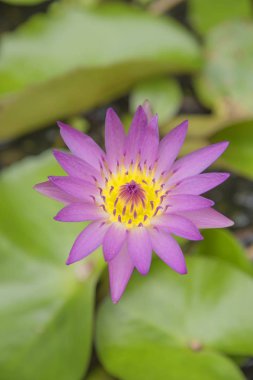 Pembe lotus doğa pembe