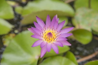 Pembe lotus doğa pembe