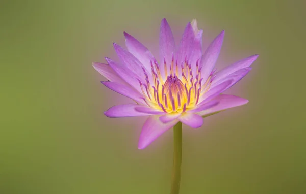 Rosa Lotus natur rosa — Stockfoto