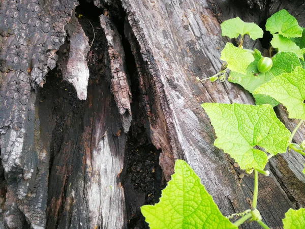 Pianta che cresce su legno in Fondo natural — Foto de Stock