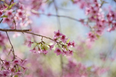 Prunus cerasoides, doğal arka plan