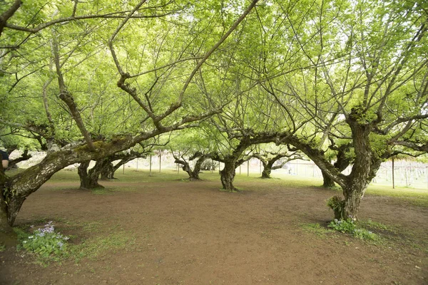 ドイアンカンの梅の木の果樹園で, — ストック写真