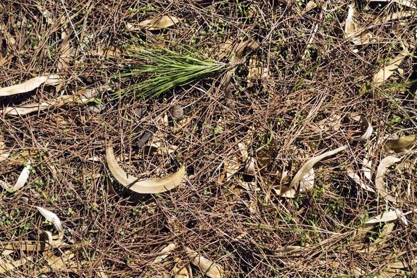 Suelo Del Bosque Cubierto Con Agujas Pino Marrón Verde Hojas — Foto de Stock