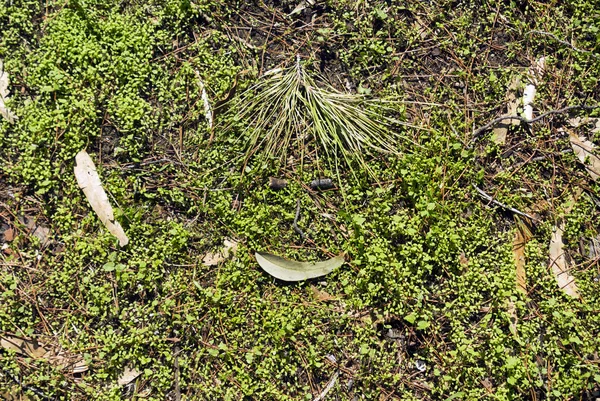 森林地板上覆盖着新鲜的绿草 倒下的松针 树叶和小树枝 看起来像一张滑稽的笑脸 — 图库照片