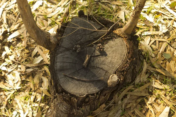 Baumstumpf Mit Lustigem Gesicht Der Auf Einem Waldboden Steht Der — Stockfoto