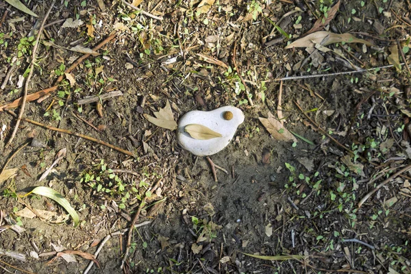 白色的小石子看起来像一只小鸟 落在森林的地板上 上面覆盖着新鲜的青草 落在地上的桉树叶和枝条 — 图库照片