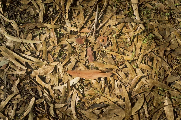 Herfst Eucalyptus Bos Vloer Bedekt Met Gevallen Droge Donkergele Bladeren — Stockfoto