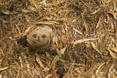 Bir orman zemininde duran komik yüzlü ağaç kütüğü kurumuş okaliptüs yaprakları, çam iğneleri ve küçük sopalarla kaplı.