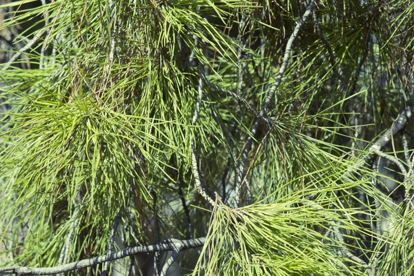 Close Long Fresh Green Pine Needles Tree Branches Sunlight — Stock Photo, Image