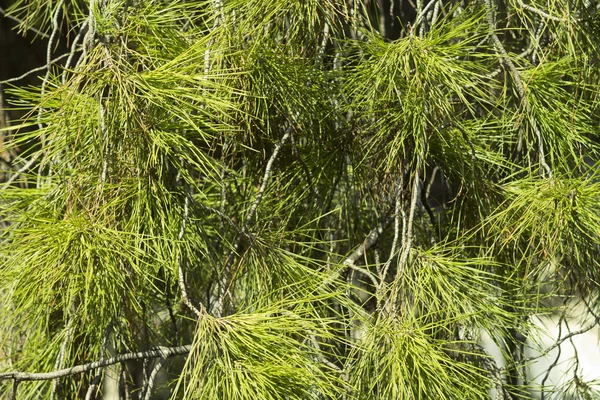 Close Long Fresh Green Pine Needles Tree Branches Sunlight — Stock Photo, Image