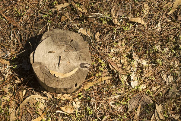 Baumstumpf Mit Einem Lustig Lächelnden Gesicht Der Auf Dem Waldboden — Stockfoto