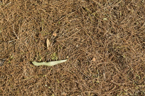 Suelo Del Bosque Cubierto Con Agujas Pino Secas Con Una — Foto de Stock