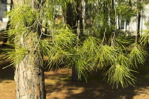 Nahaufnahme Der Kiefernzweige Mit Langen Grünen Nadeln Die Einem Herbstpark — Stockfoto