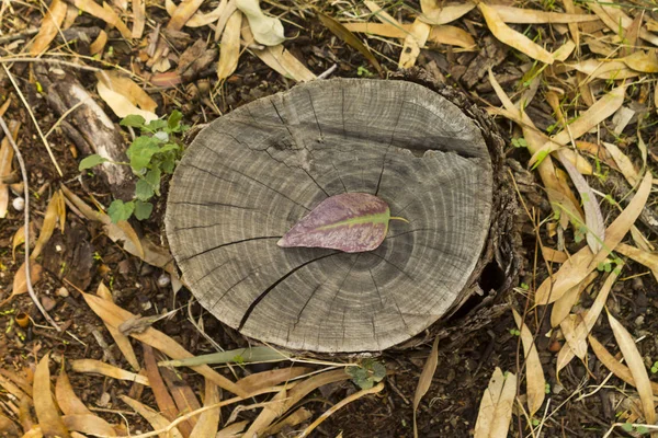 Baumstumpf Mit Einem Bunten Trockenen Blatt Das Auf Einem Waldboden — Stockfoto