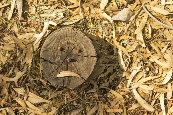 Tronco Árvore Com Rosto Triste Chão Floresta Coberto Com Folhas — Fotografia de Stock