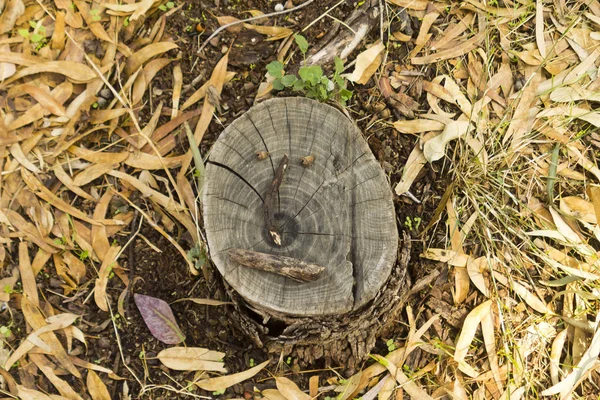 Pahýl Stromu Legračním Obličejem Stojící Lesní Podlaze Pokrytý Suchými Spadanými — Stock fotografie