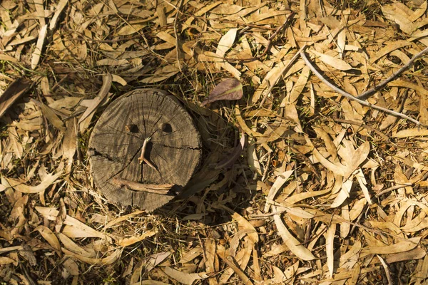 Baumstumpf Mit Lustigem Gesicht Der Auf Einem Waldboden Steht Der — Stockfoto