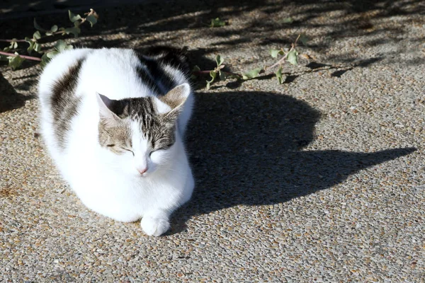 Beyaz Kedi Güneşin Altında Yerde Uyuyor — Stok fotoğraf