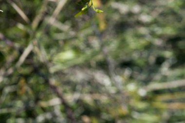 Bulanık yapraklar ve çimen soyut yeşil arkaplan