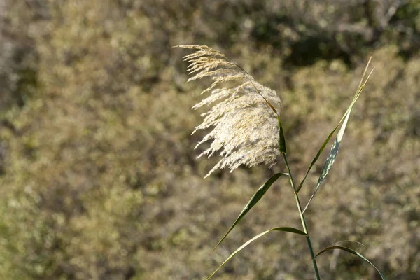 Einzelner Grashalm Auf Einem Unscharfen Hellbraunen Hintergrund — Stockfoto