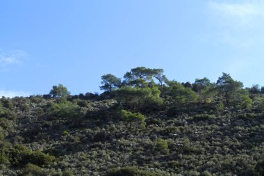 Dağ yamacında yeşil ağaçlar, çalılar ve mavi gökyüzü.