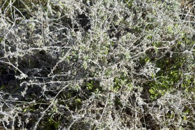 Güneş ışığında soluk yeşil yabani otlara yakın çekim