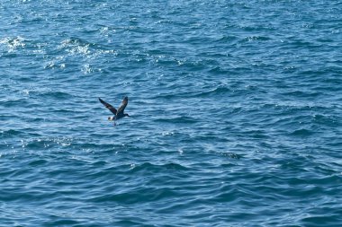 Rippled blue sea and a flying seagull