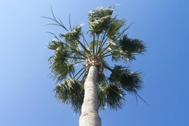 Açık mavi gökyüzünün önünde yeşil yaprakları olan uzun palmiye ağaçları gün ışığında