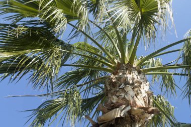 Güneş ışığında mavi gökyüzünün önünde yeşil yapraklı bir palmiye ağacına yakın çekim