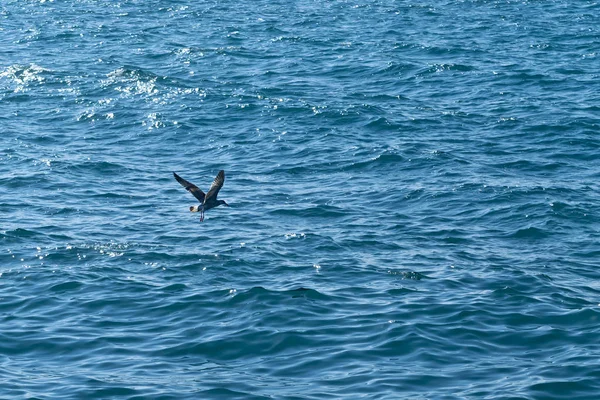 Rimpelblauwe Zee Een Vliegende Meeuw — Stockfoto