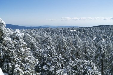 Kıbrıs Rum Kesimi 'nin Troodos dağlarında beyaz karla kaplı köknar ağaçlarının panoramik manzarası