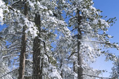 Mavi gökyüzünün önünde beyaz karla kaplı çam ağaçları.