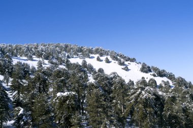 Kıbrıs 'ın Troodos dağlarında güneşli bir kış gününde, üzerinde beyaz karla kaplı yeşil köknar ağaçları ve mavi gökyüzü olan dağ yamacı