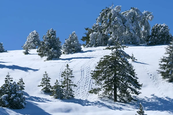 Zelené Jedle Pokryté Bílým Sněhem Slunečného Zimního Dne Pohoří Troodos — Stock fotografie