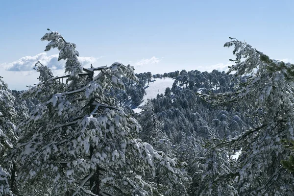 Zimní Horský Les Sjezdovka Modrá Obloha Troodosu Kypr — Stock fotografie