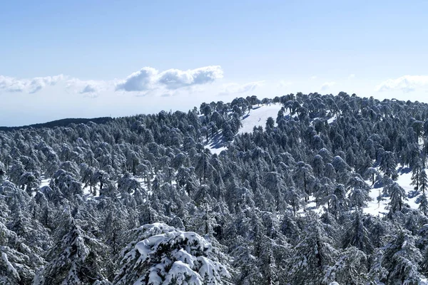 Panoramic View Winter Mountain Forest Ski Slope Blue Sky Troodos — Stock Photo, Image