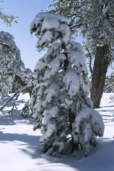 Jedle Plně Pokrytá Bílým Sněhem Horském Lese — Stock fotografie