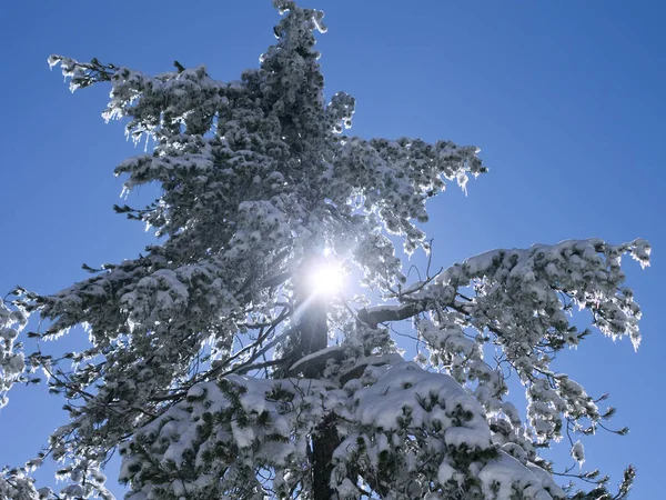Jedle Pokrytá Bílým Sněhem Sluncem Před Modrou Oblohou — Stock fotografie