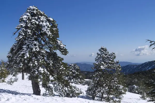 Zelená Jedle Pokrytá Bílým Sněhem Před Modrou Oblohou Pohoří Troodos — Stock fotografie