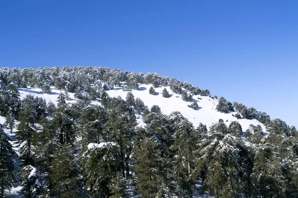 Kıbrıs 'ın Troodos dağlarında güneşli bir kış gününde, üzerinde beyaz karla kaplı yeşil köknar ağaçları ve mavi gökyüzü olan dağ yamacı