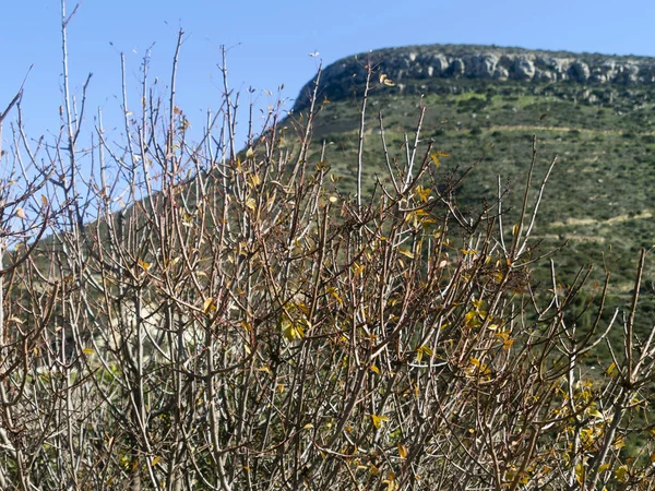 Long Thin Bush Stems Few Yellow Leaves Front Blue Sky — 스톡 사진