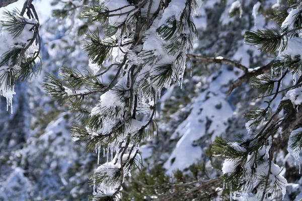 Detailní Záběr Borovicové Větve Pokryté Bílým Sněhem Rampouchy Zimním Lese — Stock fotografie