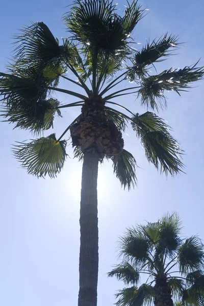 Dos Palmeras Frente Cielo Azul Claro Luz Del Sol Retroiluminadas — Foto de Stock