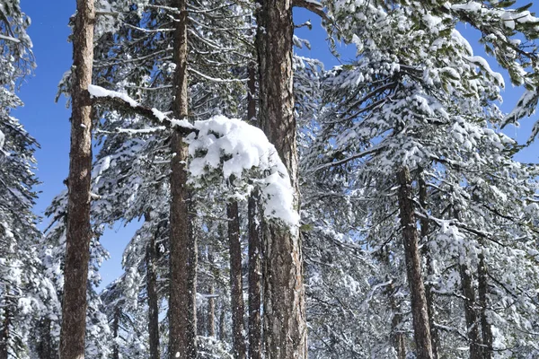 Borovice Pokryté Bílým Sněhem Zimním Lese — Stock fotografie