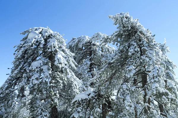 Jedle Pokryté Bílým Sněhem Před Modrou Oblohou — Stock fotografie