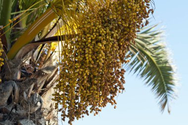 Close-up of a bunch of yellow dates growing on a palm tree