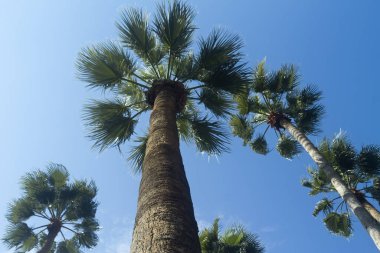 Tall palm trees in front of the clear blue sky in sunlight