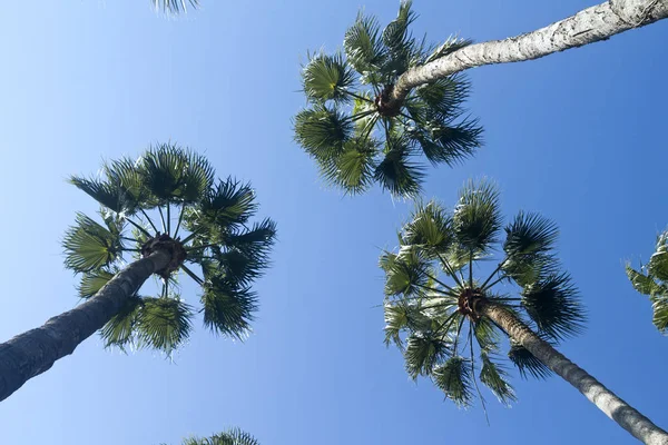 Three Tall Palm Trees Front Clear Blue Sky Sunlight — 图库照片